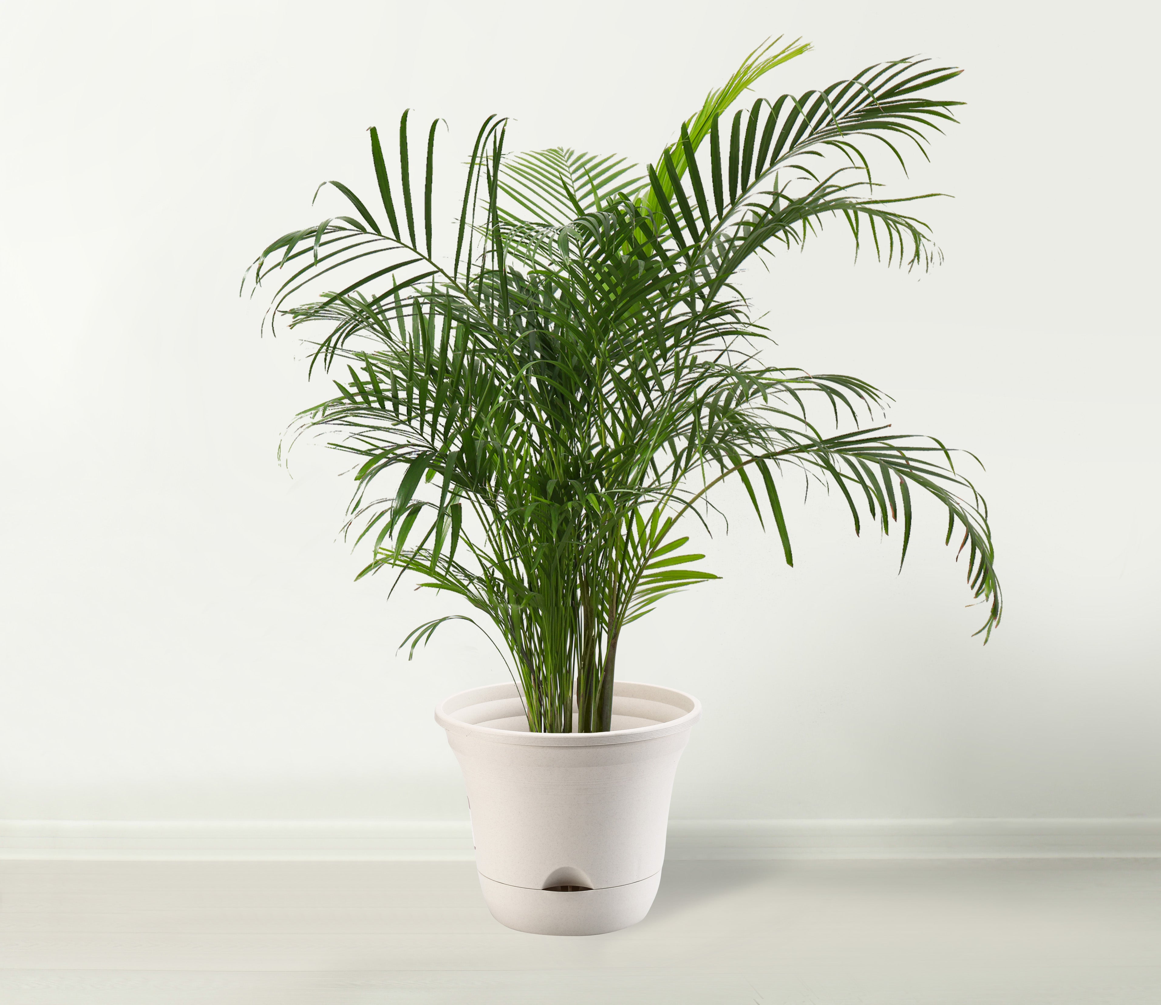 30cm indoor plant pot Lazy Planters - Self Watering Plant Pot Ivory - Large Planter