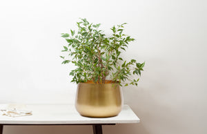 Marrakesh Extra Large Gold Bowl Planter 28cm 11 Inch