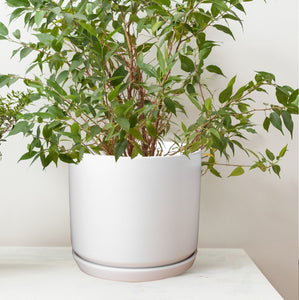 muskot plant pot white Antarc Matt White Large Ceramic Plant Pot with Saucer Garden Planters – Olly & Rose