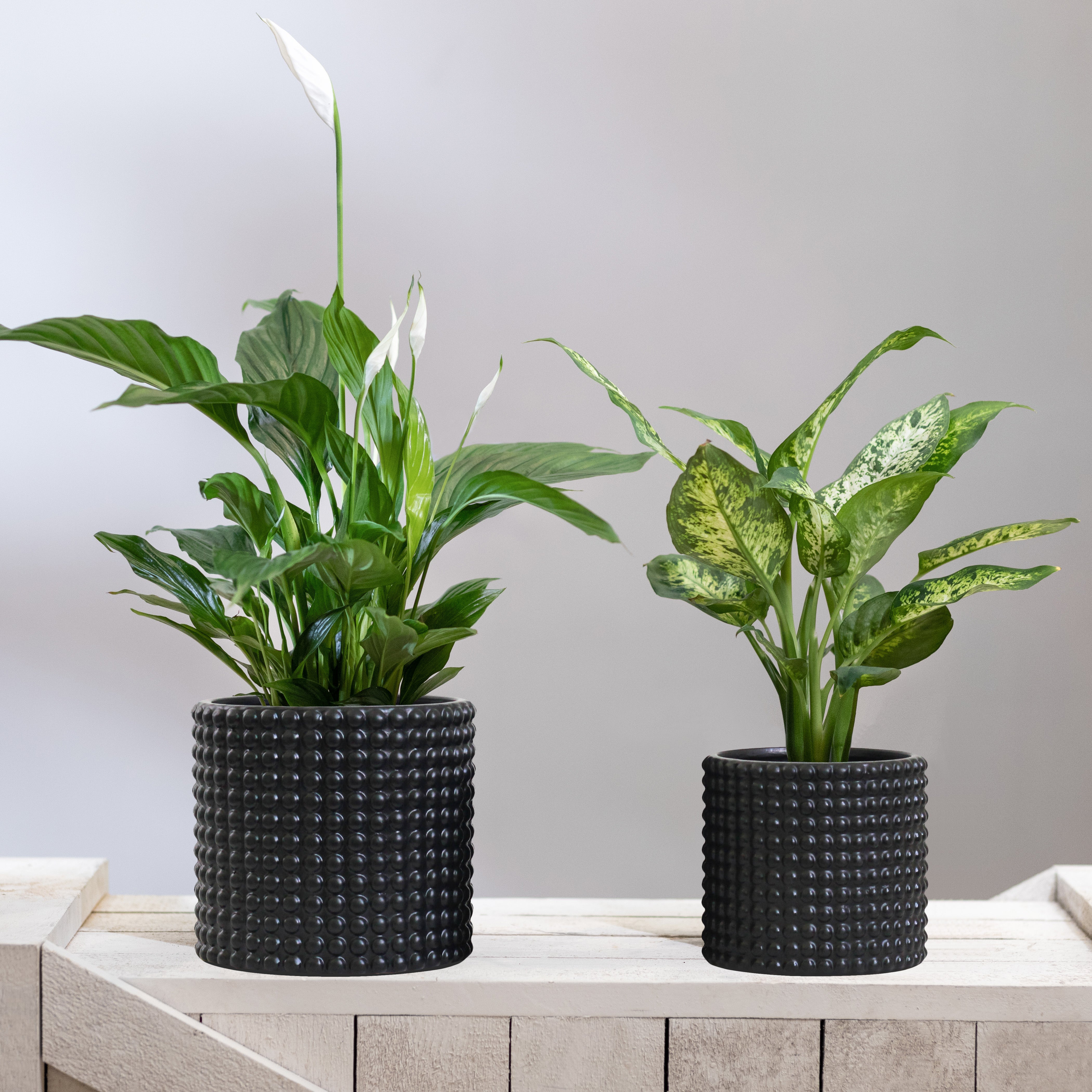 black bubble plant pot Milan Bubble Dot Pot Set