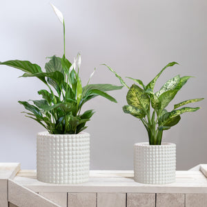 Milan Bubble Dot Pot Set - Matt White