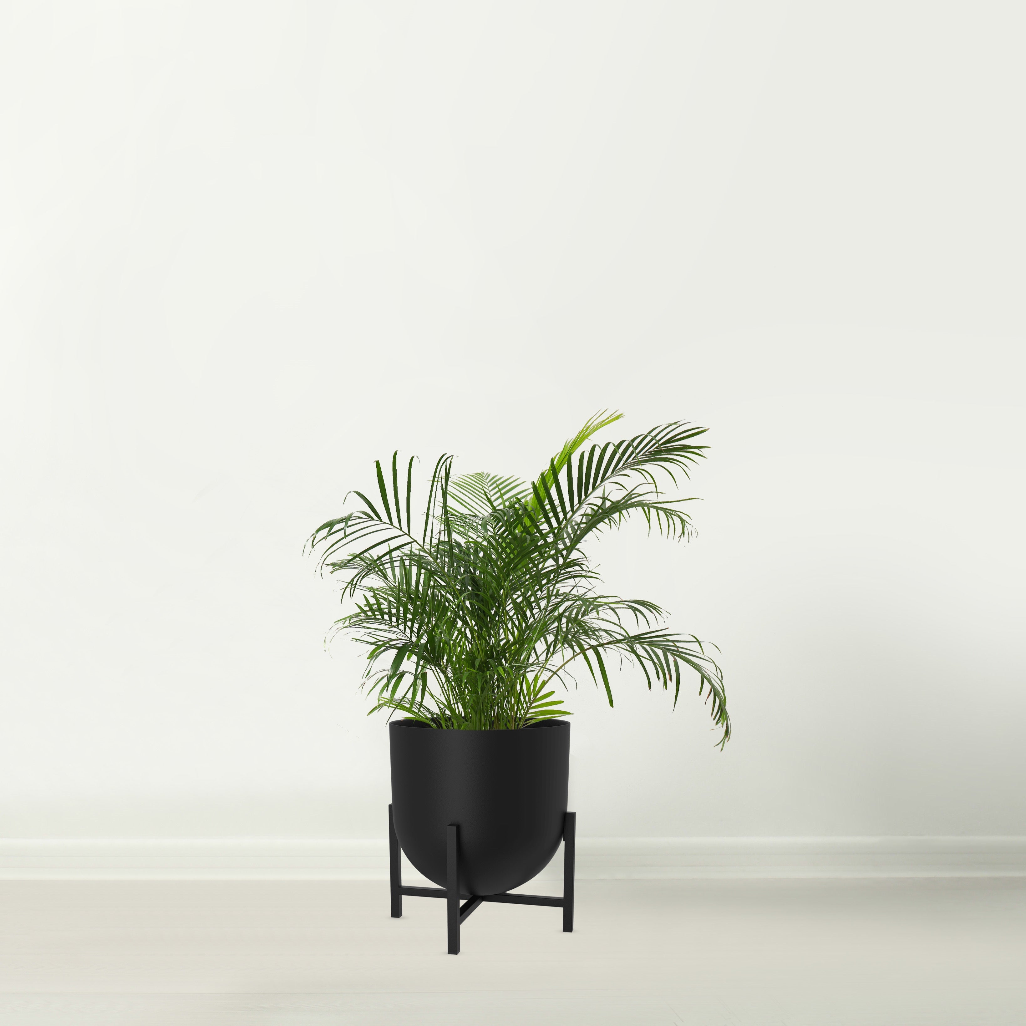 black pot and plant Lyon Black Plant Pot with Plant Stand