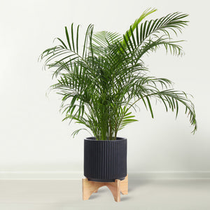 Ibiza Vertical Line 20cm Pot with Wood Stand - Matt Black