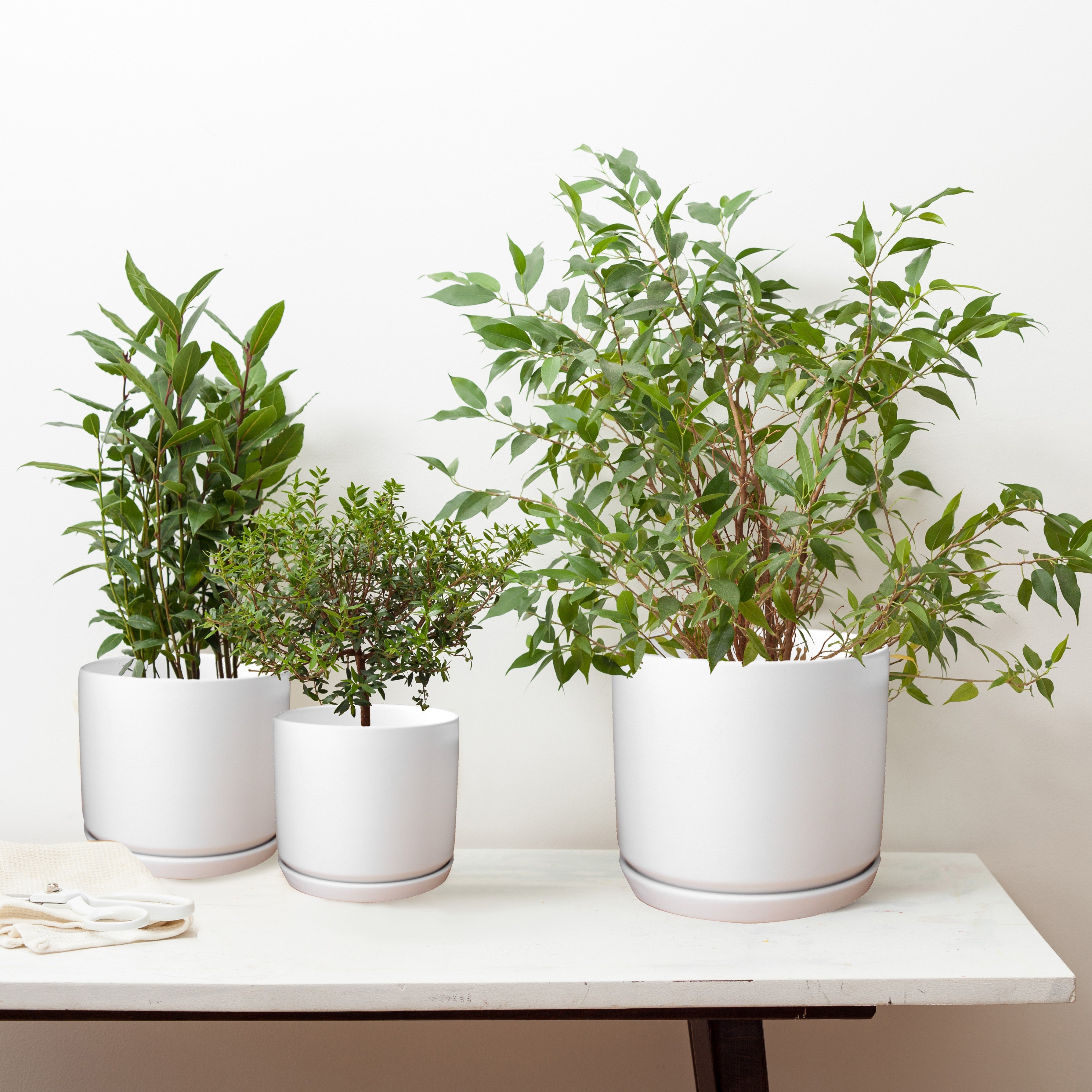 white pot with plant Matt White Ceramic Plant Pots