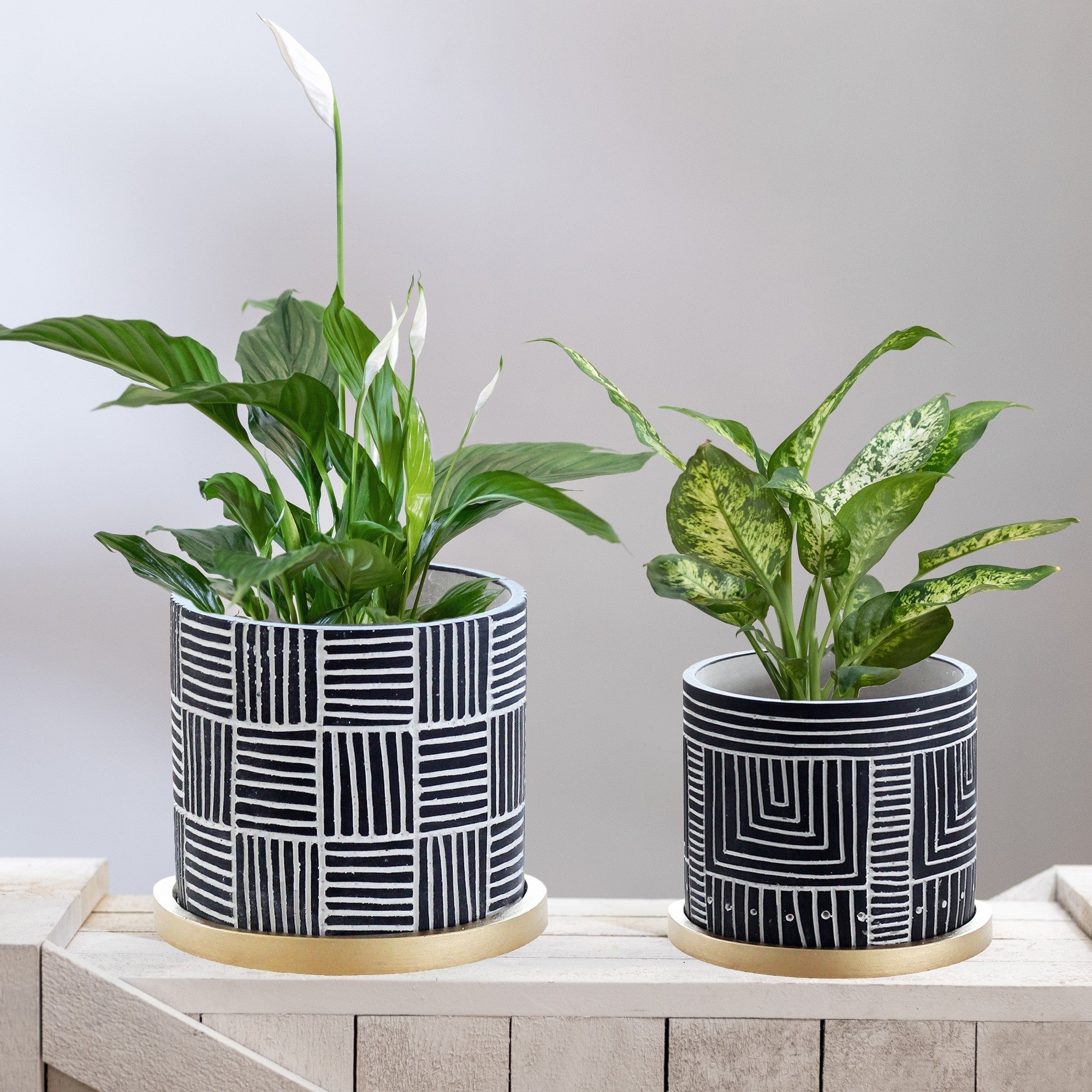 Cleo Black Etched Design with Gold Saucers - Plant Pots - Set 2