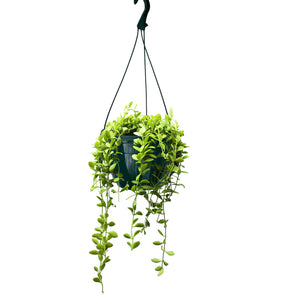 20cm Hanging Plant Pots - Dark Green - Set 3