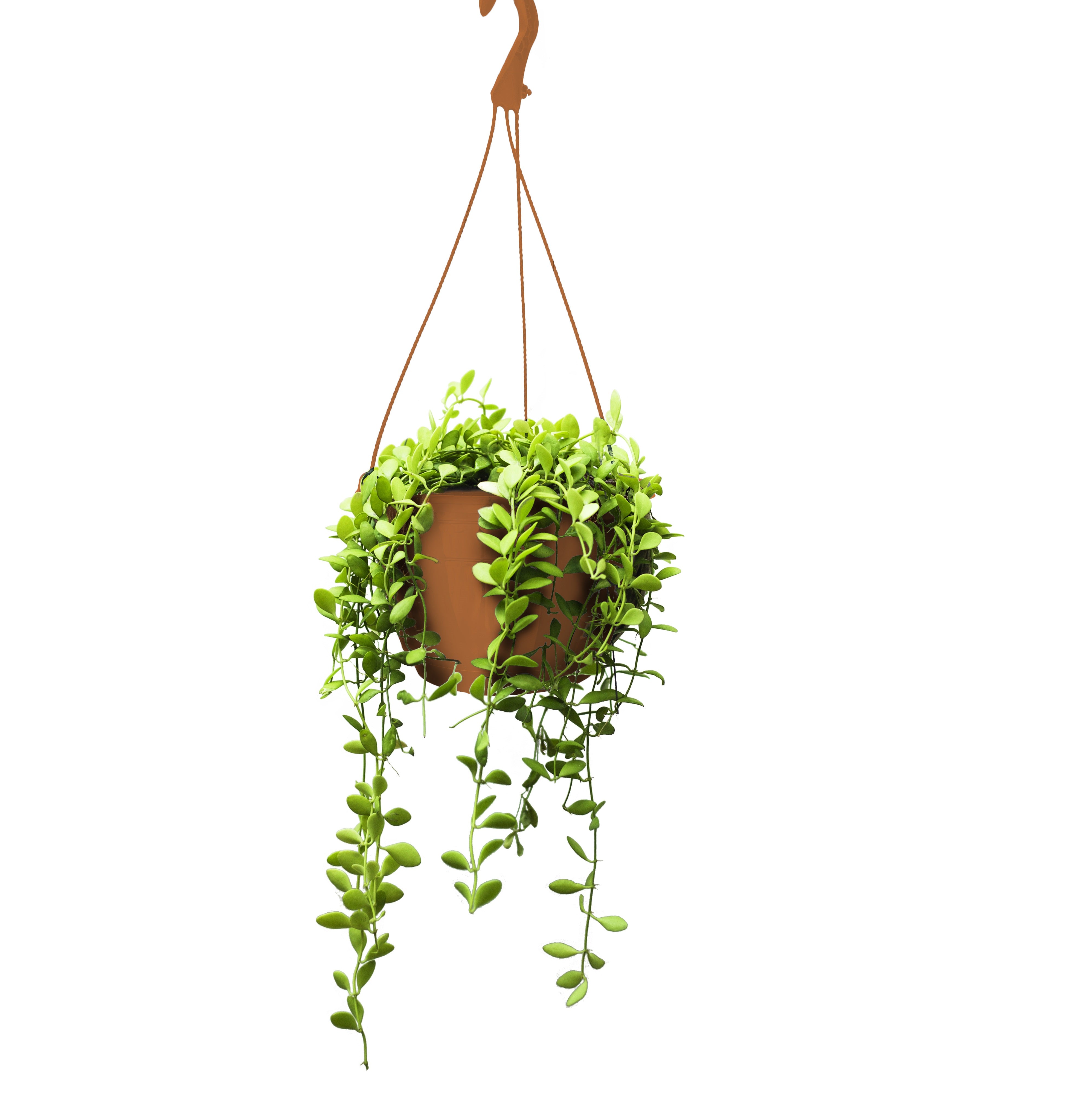 25cm Hanging Plant Pots - Terracotta - Set 3