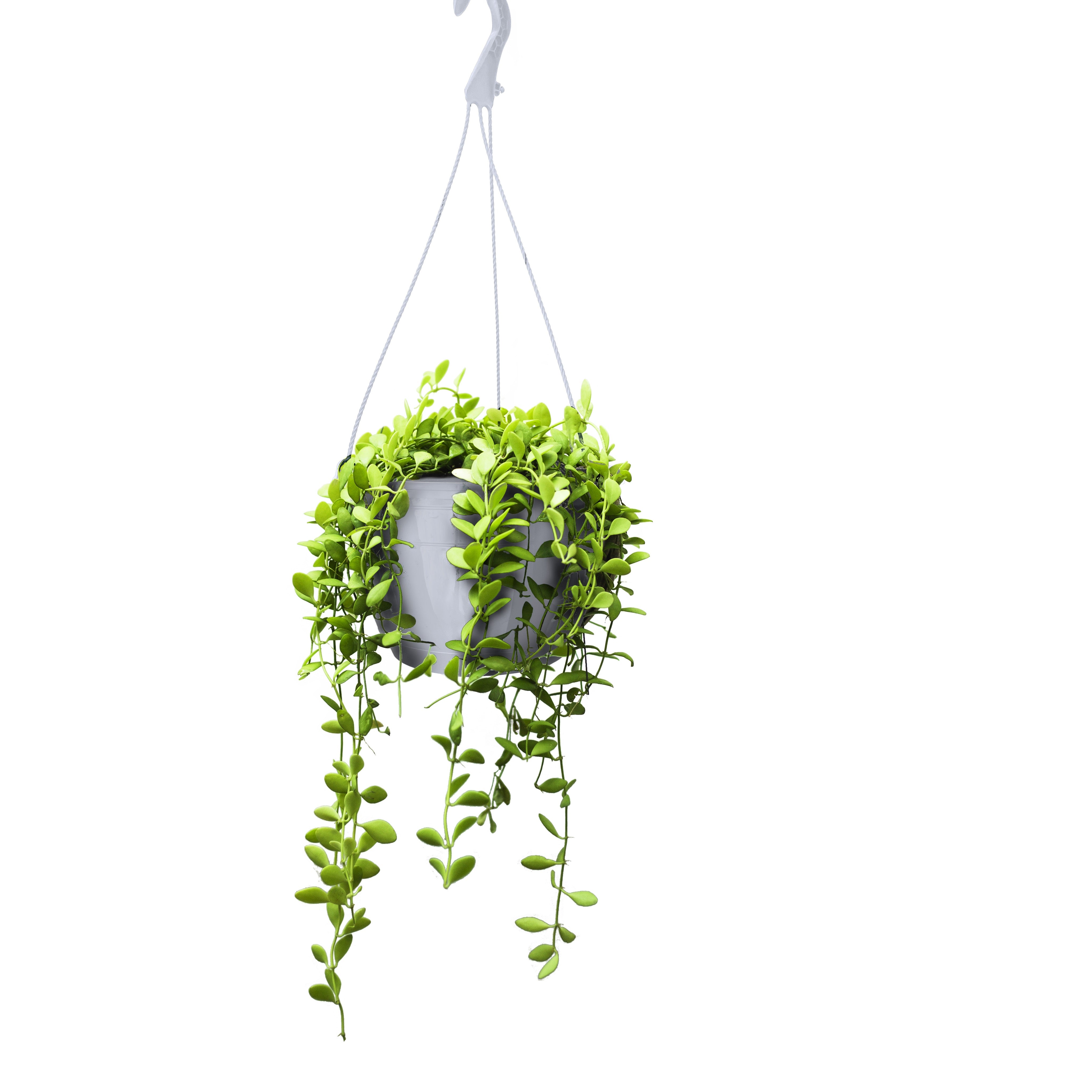 25cm Hanging Plant Pots - White - Set 3