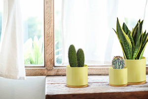 Pastel Green Ceramic Plant Pots with Bamboo Saucers - Set 3