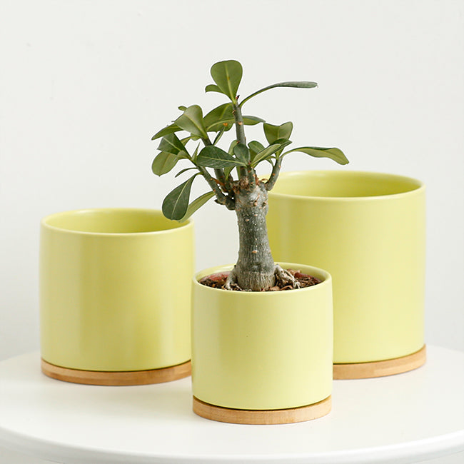 Pastel Green Ceramic Plant Pots with Bamboo Saucers - Set 3